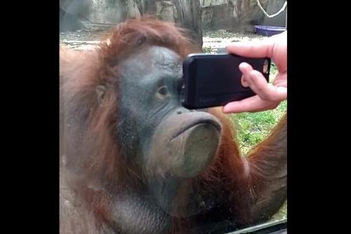 Toledo Zoo Orangutan