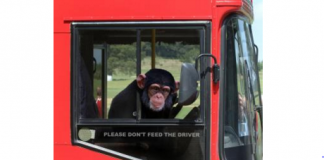 Joyriding Monkey Steals Bus