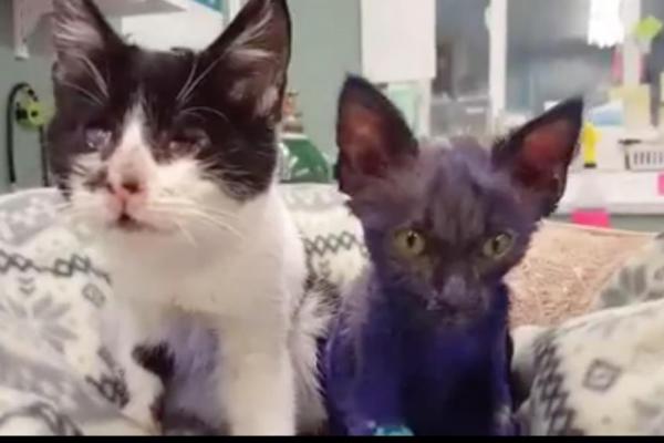 Bluish-Purple Dyed 'Smurf Kitten'