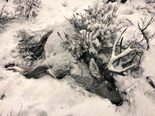 Poached Deer In Tooele