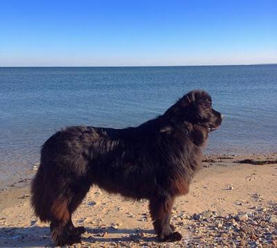 Veda, a 2-year-old Newfoundland, helped rescue a stranded loggerhead turtle from a New England beach. Photo courtesy of New England Aquarium
