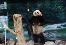 Panda Dubbed 'Kung-Fu Panda'