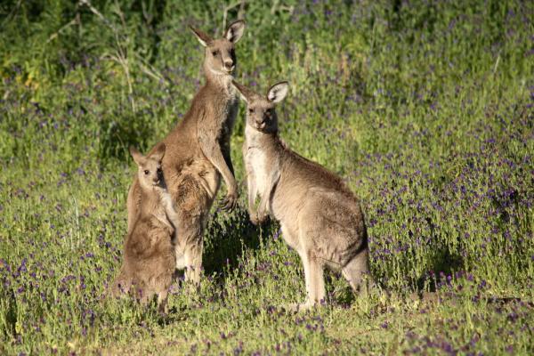 'Mourning' Kangaroo