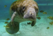 Removing Florida Manatee From 'Endangered Species'