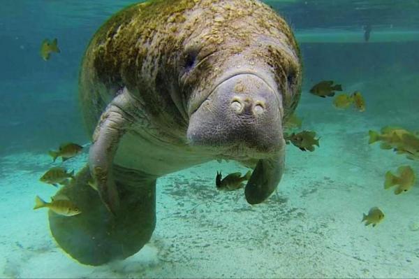Feds-propose-removing-Florida-manatee-from-endangered-species-list-due-to-recovery Removing Florida Manatee From 'Endangered Species'