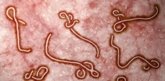 High Mutation Rate Of Ebola Virus