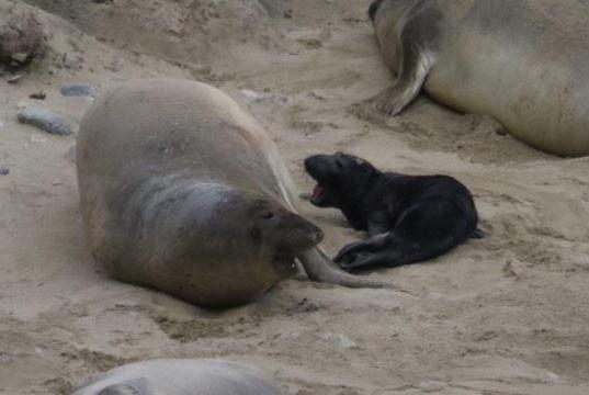 Highway-Crossing Elephant Seal