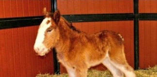First Budweiser Clydesdale Born In 2016