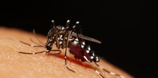 At least one species of mosquito common to Florida and the Gulf Coast of the United States is known to transmit the virus, however others found farther north in the country may also be able to spread it. Photo by Kitsadakron_Photography/Shutterstock