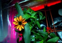 First Flower Grown In Space