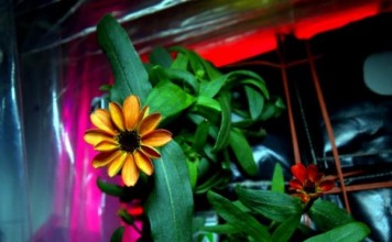 First Flower Grown In Space