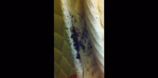 Video Of Bedbug-Infested Mattress
