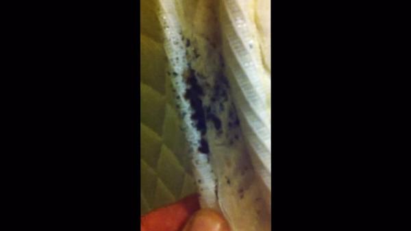 Video Of Bedbug-Infested Mattress