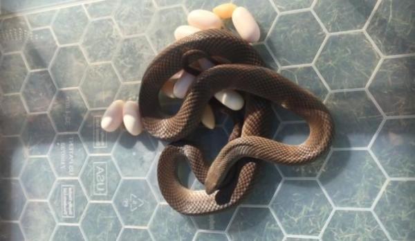 Pregnant Snake Found