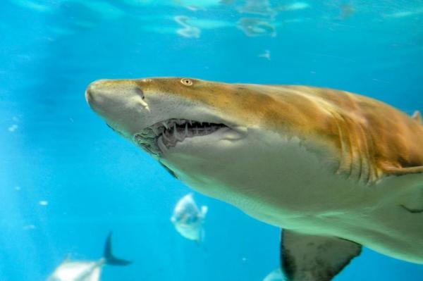 Sand Tiger Shark Nursery