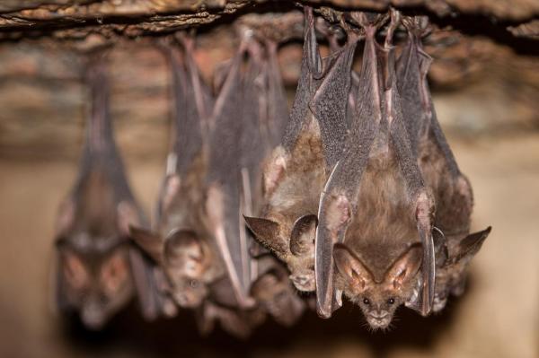 Bat-Human Virus Transmission