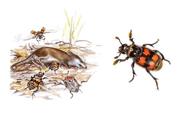 Female Burying Beetles