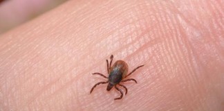 Ticks Carrying Lyme Disease