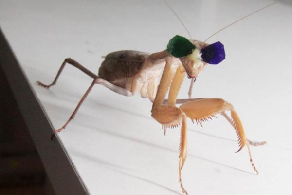 Praying Mantis' 3D Vision