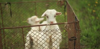 Cuddle Baby Goats