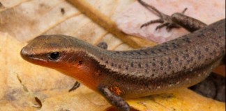 A skink looks for insects and grubs under the fallen leaves. A new study of skinks found species that deal with a diverse array of weather conditions are better equipped to handle climate change. Photo by James Cook University
