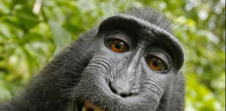 People for the Ethical Treatment of Animals's lawsuit in San Francisco alleged this selfie snapped by a monkey in Indonesia in 2011 is the property of the primate rather than the photographer who owned the camera. Photo courtesy of PETA