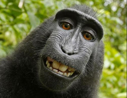 People for the Ethical Treatment of Animals's lawsuit in San Francisco alleged this selfie snapped by a monkey in Indonesia in 2011 is the property of the primate rather than the photographer who owned the camera. Photo courtesy of PETA