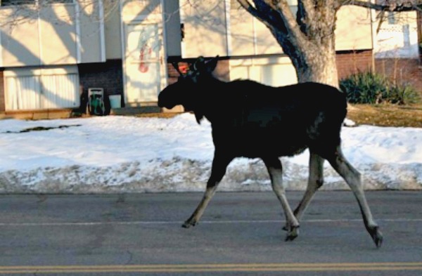 Moose Is Spotted Outside Centerville Elementary