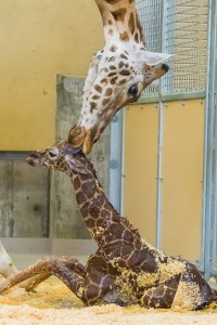 Hogle Zoo has welcomed a new six-foot addition to its animal family -- Willow the baby giraffe. Photo Courtesy: Hogle Zoo