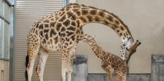 Hogle Zoo Welcomes Baby Giraffe