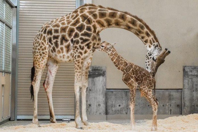 Hogle Zoo Welcomes Baby Giraffe