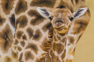 Willow the baby giraffe was six feet tall and weighed 125 pounds when she was born. Photo Courtesy: Hogle Zoo