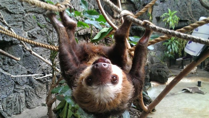 40-Year-Old Sloth