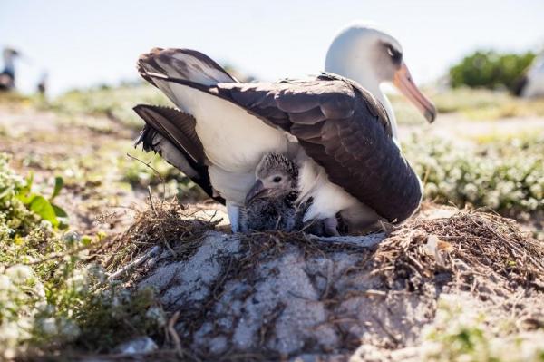 Laysan Albatross Hatches