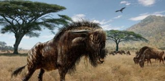 Ancient Wildebeest-Like Animal