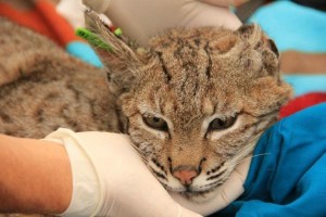 B-337's kitten B-336 was found in a National Parks Service cage a few days before its mother. The young bobcat has only one ear. Photo by National Park Service