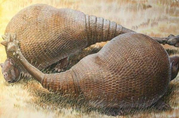 Ancient Glyptodonts