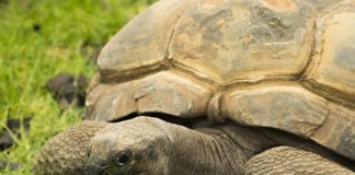 Early-hunter-gatherers-regularly-ate-tortoise