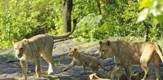 Expedition-finds-lost-lion-population-in-Ethiopia