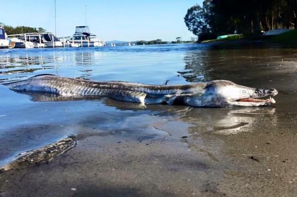 Mysterious 'Messed-Up Crocodile'