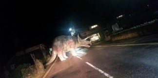 Triceratops Obstructs Traffic