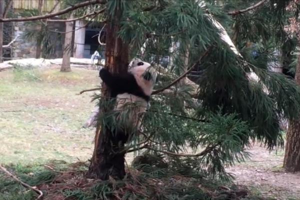 Giant Panda Cub