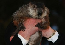 Punxsutawney Phil