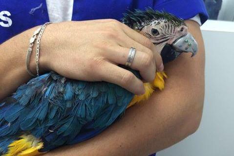 Injured Macaw