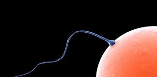 Lab-Made Sperm