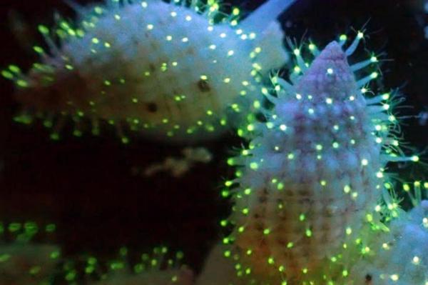 Fluorescent Polyps