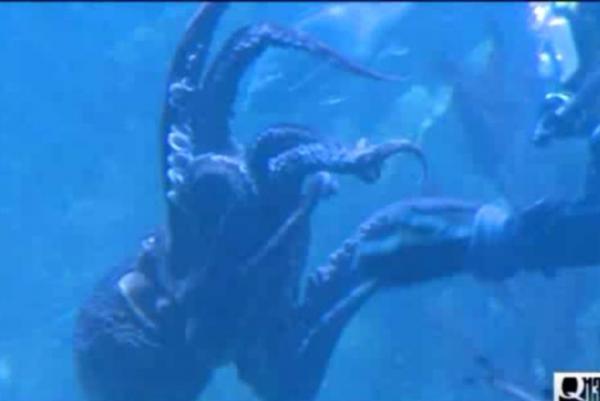 Octopus Mating Display