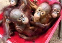 Orphaned Orangutan Babies