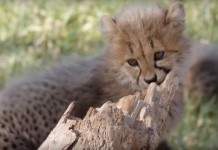 Cheetah Cubs