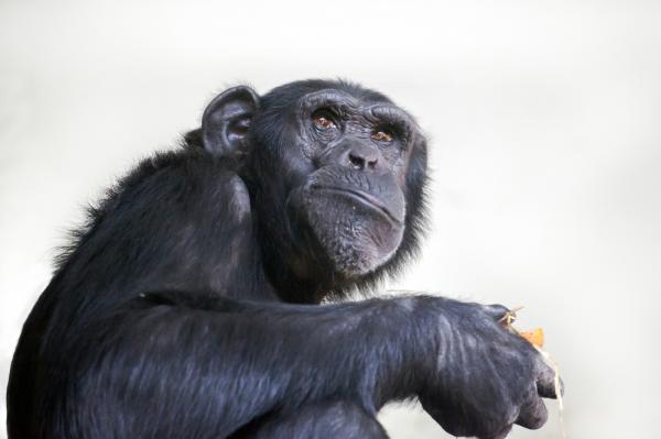 Common Ancestor Of Chimpanzees